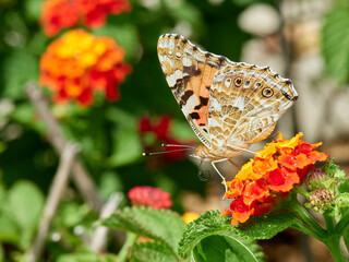 Painted Lady butterfly. Vanessa cardui