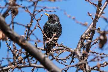Common Starling (Sturnus vulgaris) in park, Central Russia