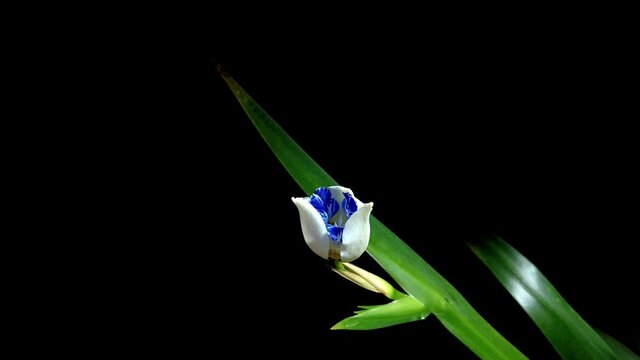 Timelapse of the opening or blooming of a Iris flower (Neomarica gracilis) with white sepals and blue purple petals, green leaves and black transparent background