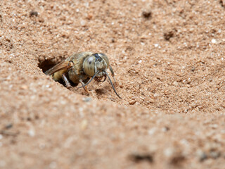 Sand Wasps. Family Crabronidae
