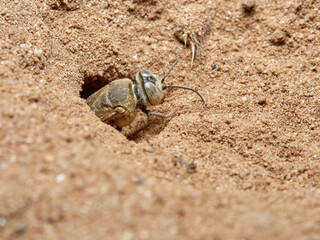 Sand Wasps. Family Crabronidae