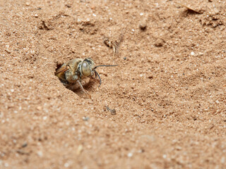 Sand Wasps. Family Crabronidae