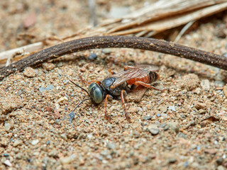 Sand Wasps. Family Crabronidae