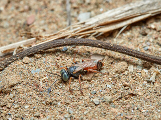 Sand Wasps. Family Crabronidae