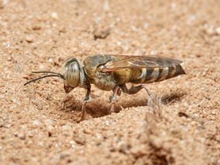 Sand Wasps. Family Crabronidae