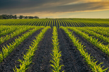 Fototapeta na wymiar corn field at sunset