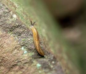 Slug Crawling on Rock