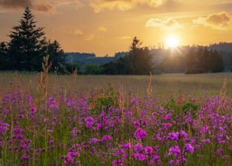 sunset over the flowers
