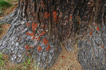 Szorstk apowierzchnia pnia drzewa z owadami - obrazy, fototapety, plakaty