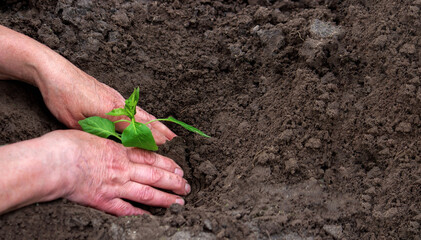 farmer's hands planting a pepper seedling in the vegetable garden