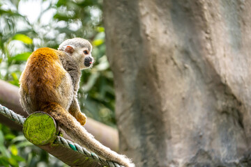 squirrel monkey