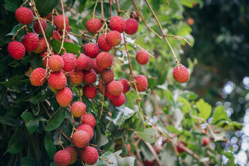 Close up ripe lychee fruits on tree in the plantation,Thailand.