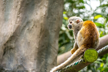 squirrel monkey