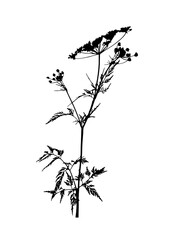 caraway - meridian fennel - Persian cumin (Carum carvi) plant silhouette isolated on white background - obrazy, fototapety, plakaty
