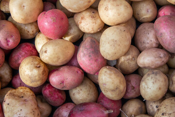 Vegetable background of red and brown potatoes. Fresh potato crop