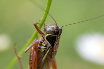 Insect grasshopper on the grass. Macro