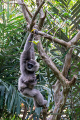 Javan gibbon with baby in tree. gibbon eating banana