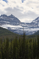 Mountain and Forest Scenery in Jasper National Park