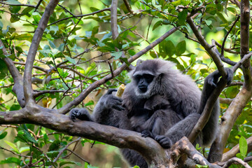 Javan gibbon with baby in tree. gibbon eating banana