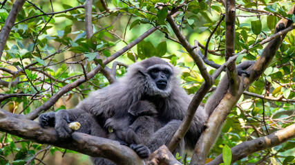 Obraz premium Javan gibbon with baby in tree. gibbon eating banana
