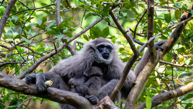 Javan gibbon with baby in tree. gibbon eating banana