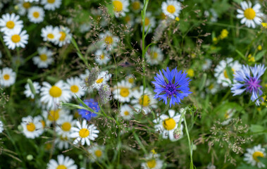 Colourful wild flowers, including chamomile daisies and cornflowers, photographed in a meadow in Gunnersbury, Chiswick, west London, UK. 