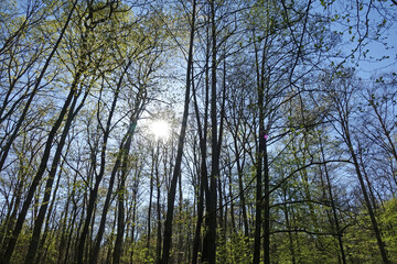 Sonne im Wald