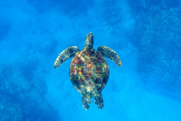 Sea turtle 