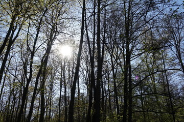 Obraz premium Sonne im Wald