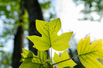 Obraz premium A young oak tree leaf backlit by sunlight and illuminated the flying insects infesting the plant and laying eggs on the underneath of the leaves, propagating and prolonging the infestation