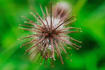 flower of thorns