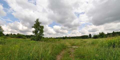 A summer walk through the forest, a beautiful panorama.
