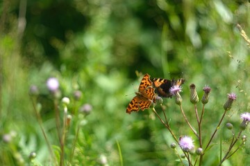 Beautiful flying butterflies on wild flowers.