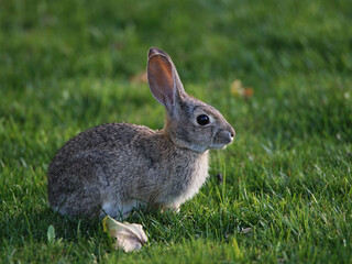 Desert Cottontail at San Joaquin Marsh and Wildlife Sanctuary