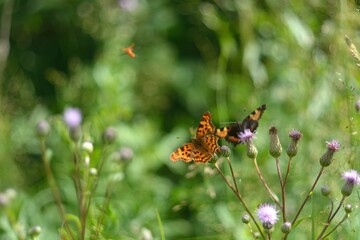 Beautiful flying butterflies on wild flowers.