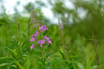 Blooming wildflowers and herbs, summer blooming kipreya.
