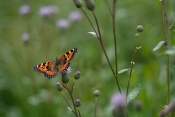 Beautiful flying butterflies on wild flowers.
