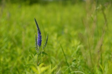 Forest flowers in the fields and in the forest.