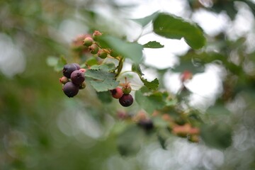 Wild red cherry, berry picking in the forest.