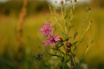 Forest flowers in the fields and in the forest.