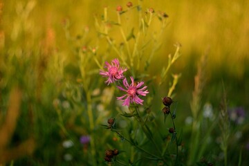 Forest flowers in the fields and in the forest.
