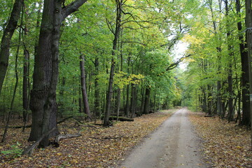 path in the forest
