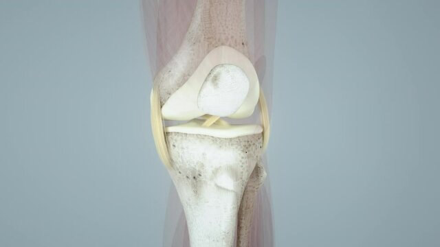 Complete Knee Anatomy, Medial Ligaments, Meniscus, Patella, knee joint, cruciate ligament of the knee, knee surgery, meniscus, hip, 3D render of human anatomy, 3d illustration