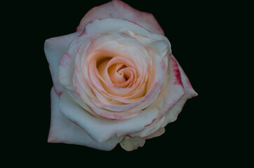 A beautiful tea rose with an open bud and delicate pink petals on a solid dark background.Cut, isolated flower for templates, postcards,invitations, booklets.Summer, garden. bouquet.floristry.