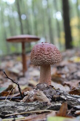 mushroom in the forest