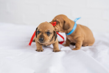puppy with a gift box