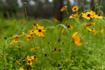 Flowers in a field