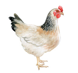 White hen, chicken isolated on white background. Watercolor. illustration. Farm. Fresh eggs logo. Premium element design packaging.