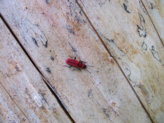 Red Flat Bark Beetle on the bark of a tree