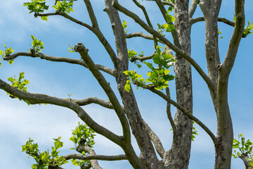 Pruned common lime tree, also known as the common linden or tilia × europae. Photographed against a clear blue sky in Northolt in north west London.
